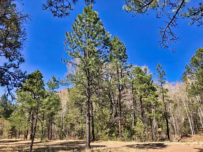 163. Head of the Ditch Campground Luna NM Boondocking Location