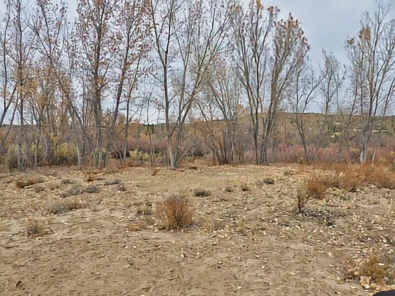 233. Navajo Dam Oil Road Campground