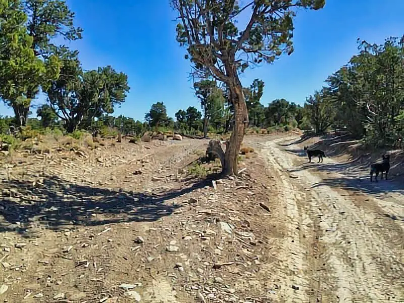 286. Tijeras Sandia District Boondocking