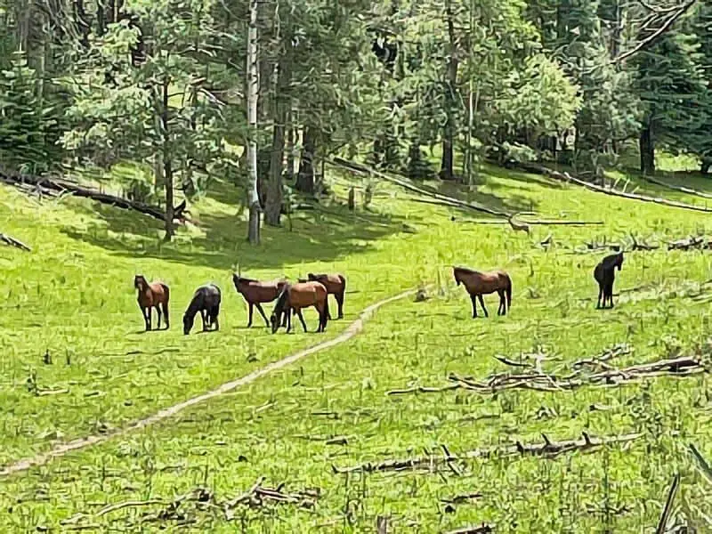 332. Cloudcroft Wills Canyon Boondocking