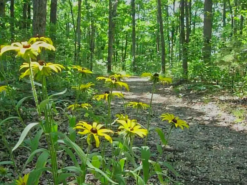 Busiek State Forest and Wildlife Area