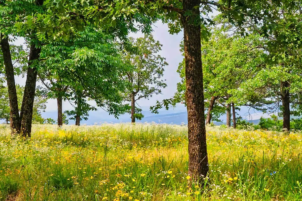 Ouachita NF Boondocking Locations