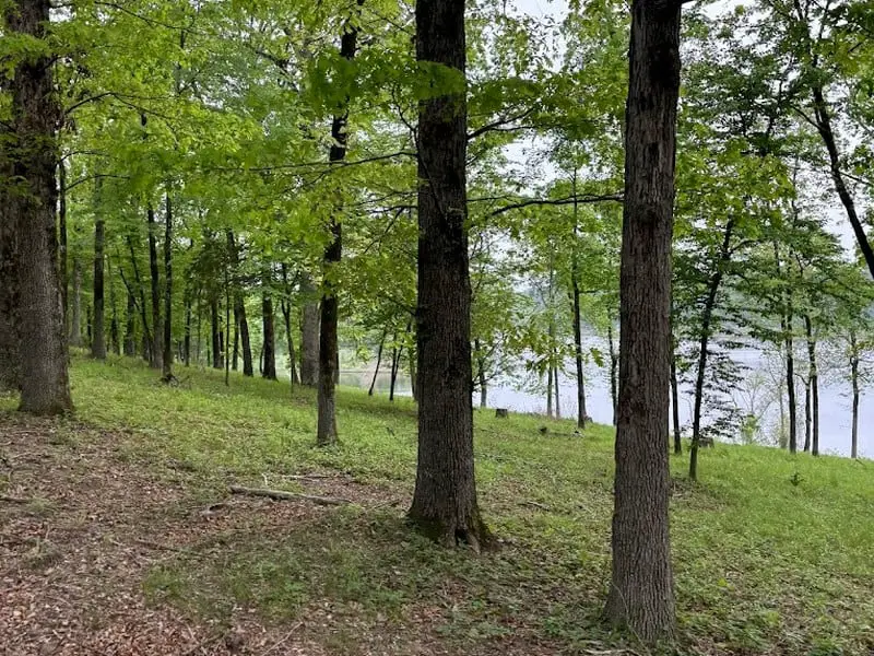 Little Fir - Arkansas Campground