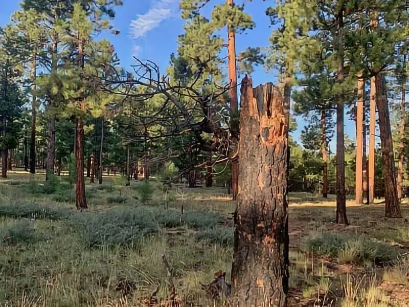186. Fr 9350 - Payson Boondocking