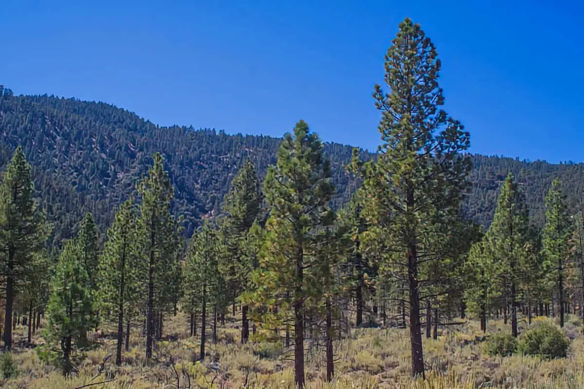 Carson National Forest