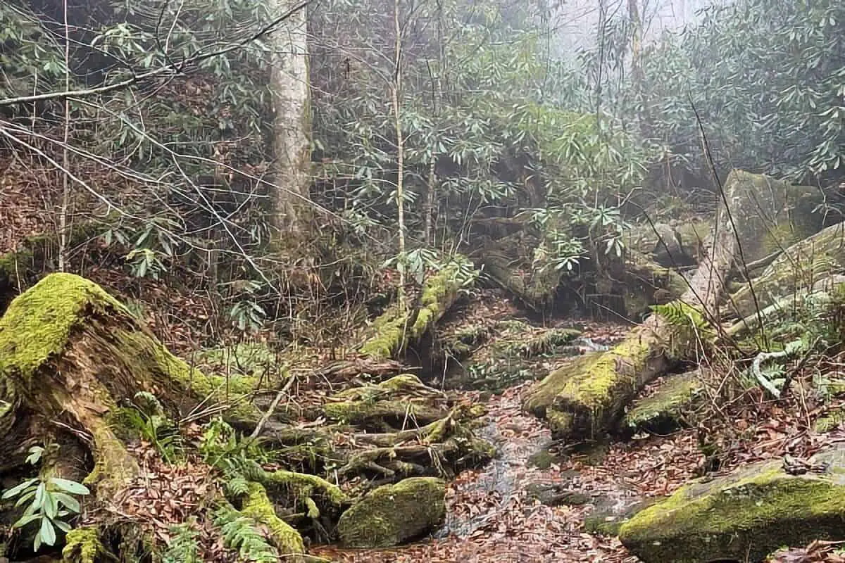 Trillium Gap Trail