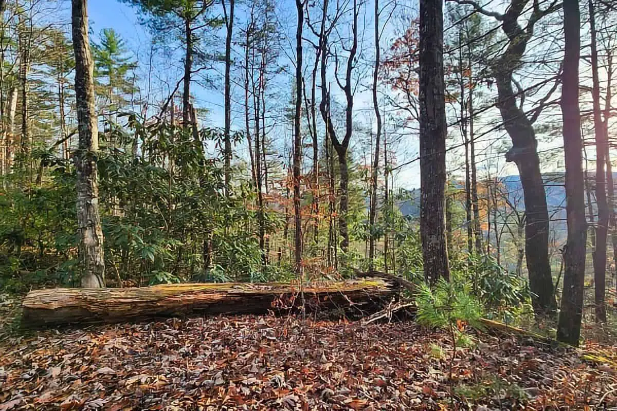 Chestnut Top Trail