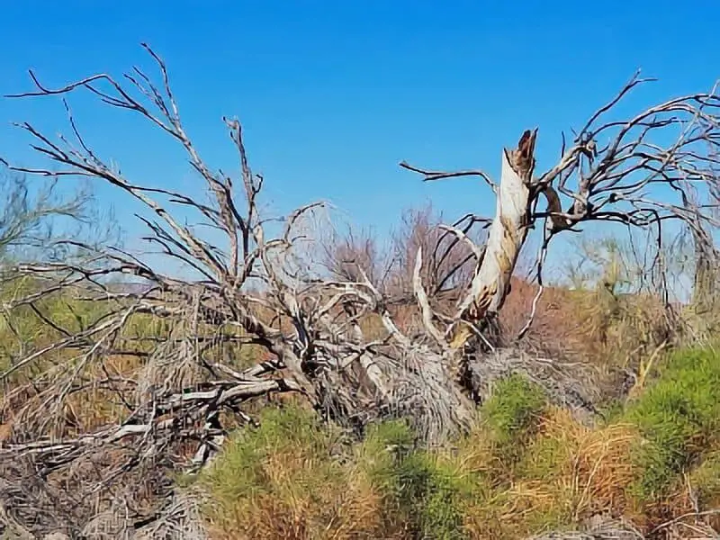 304. Mittry Lake Wildlife Area - Arizona Boondocking