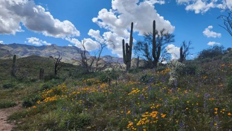 Black Mesa Boondocking Mesa