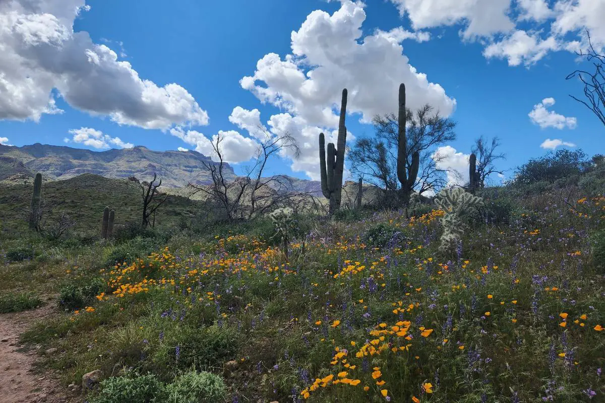 Black Mesa Boondocking Mesa