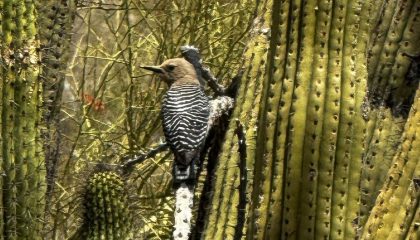 Organ Pipe