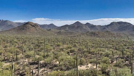Saguaro National Park Free Camping