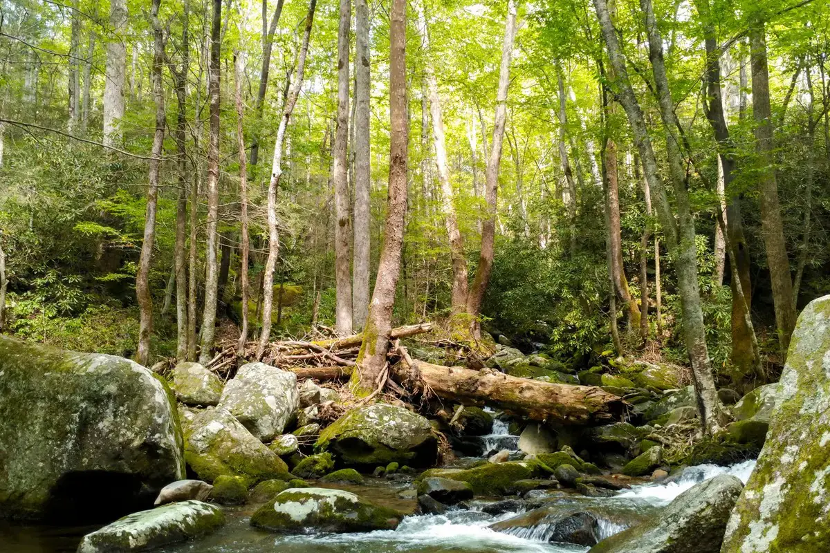 Cosby Campground in Newport, TN