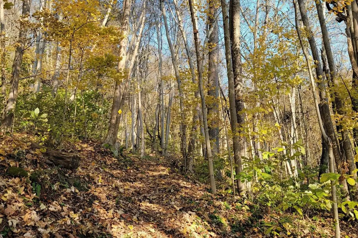 Wayne National Forest Boondocking