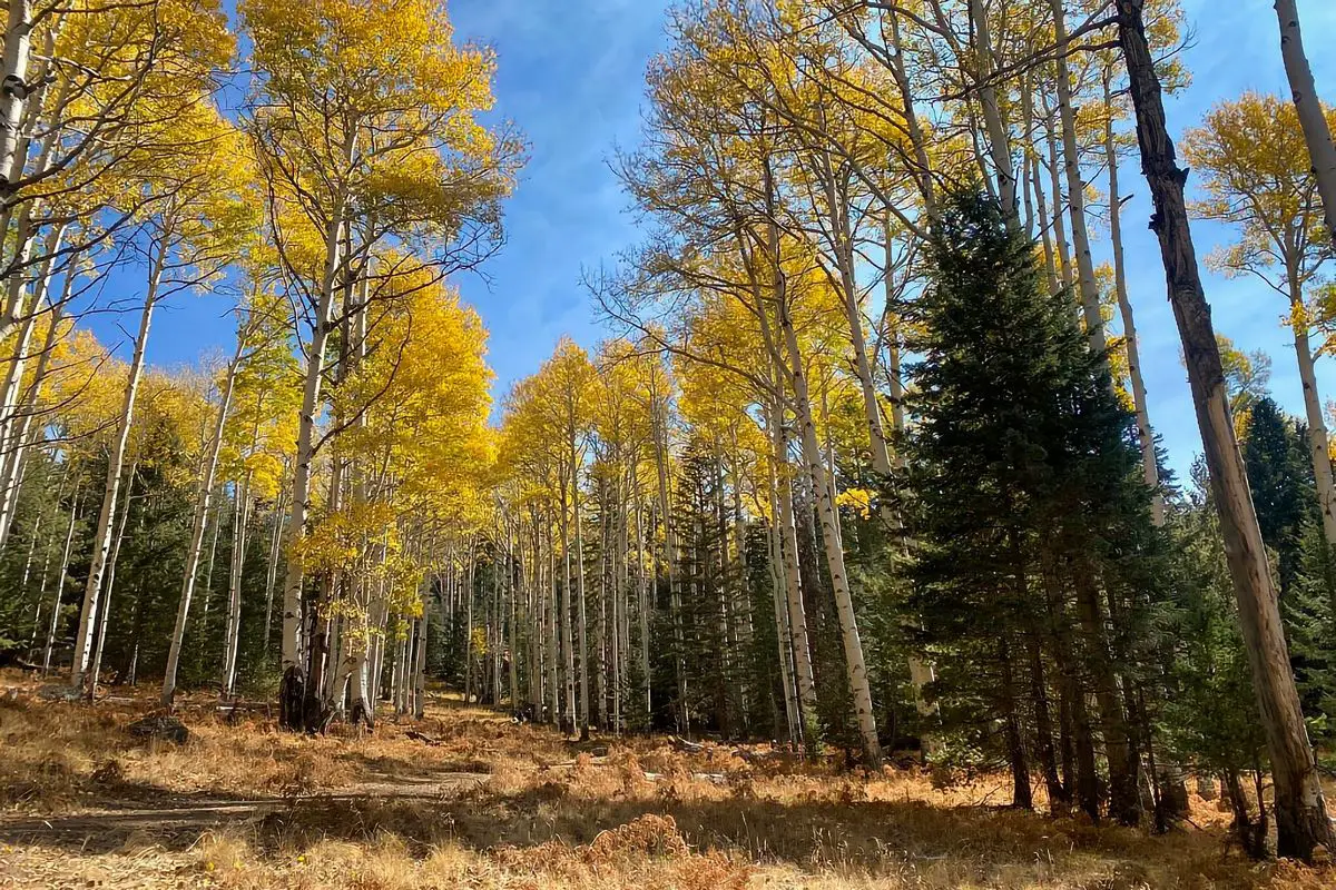 Arizona BLM Camping Destinations (4)