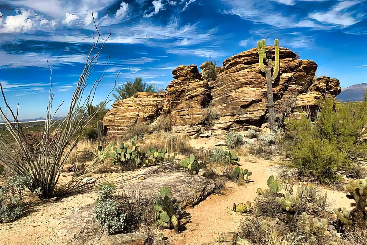 a cactus on a rock Arizona Dispersed Camping Map4
