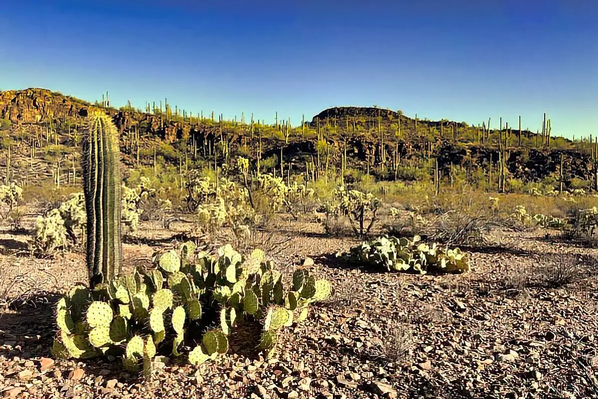 a cactus in the desert Arizona Dispersed Camping Map4