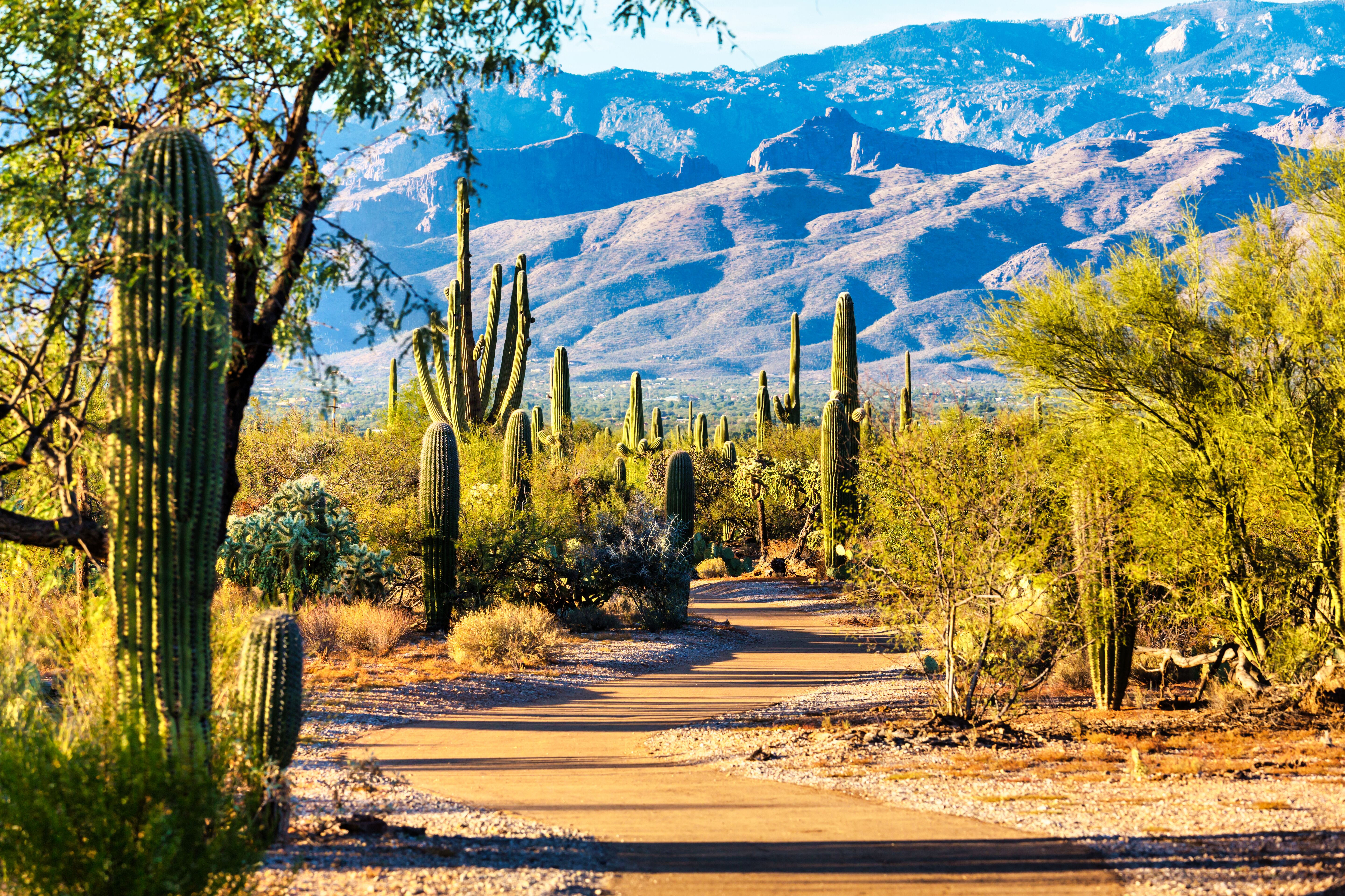 a dirt road with cacti and trees in the background. Free Camping in Tucson Arizona
