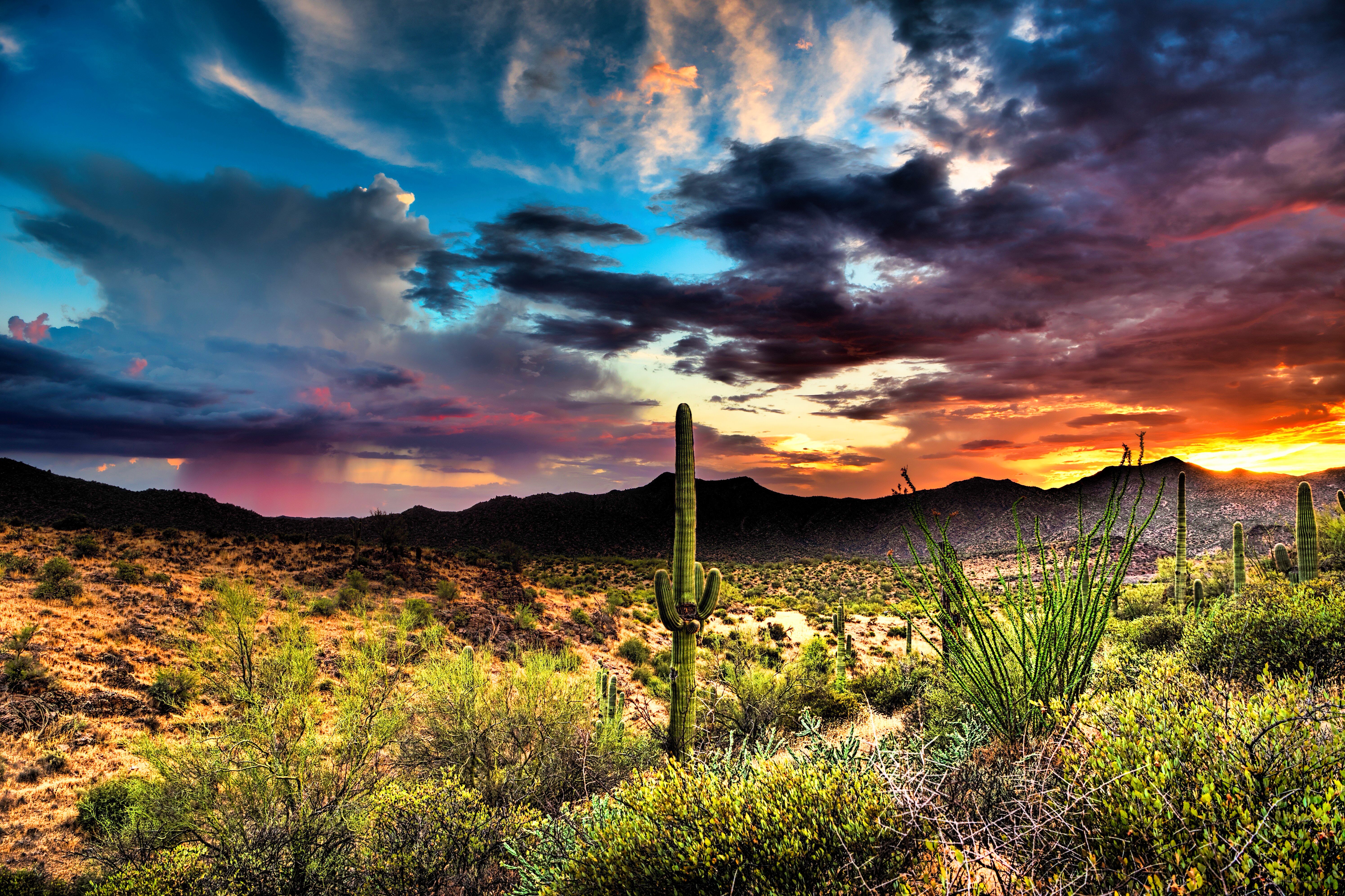 a cactus in a desert. Free Camping in Tucson Arizona