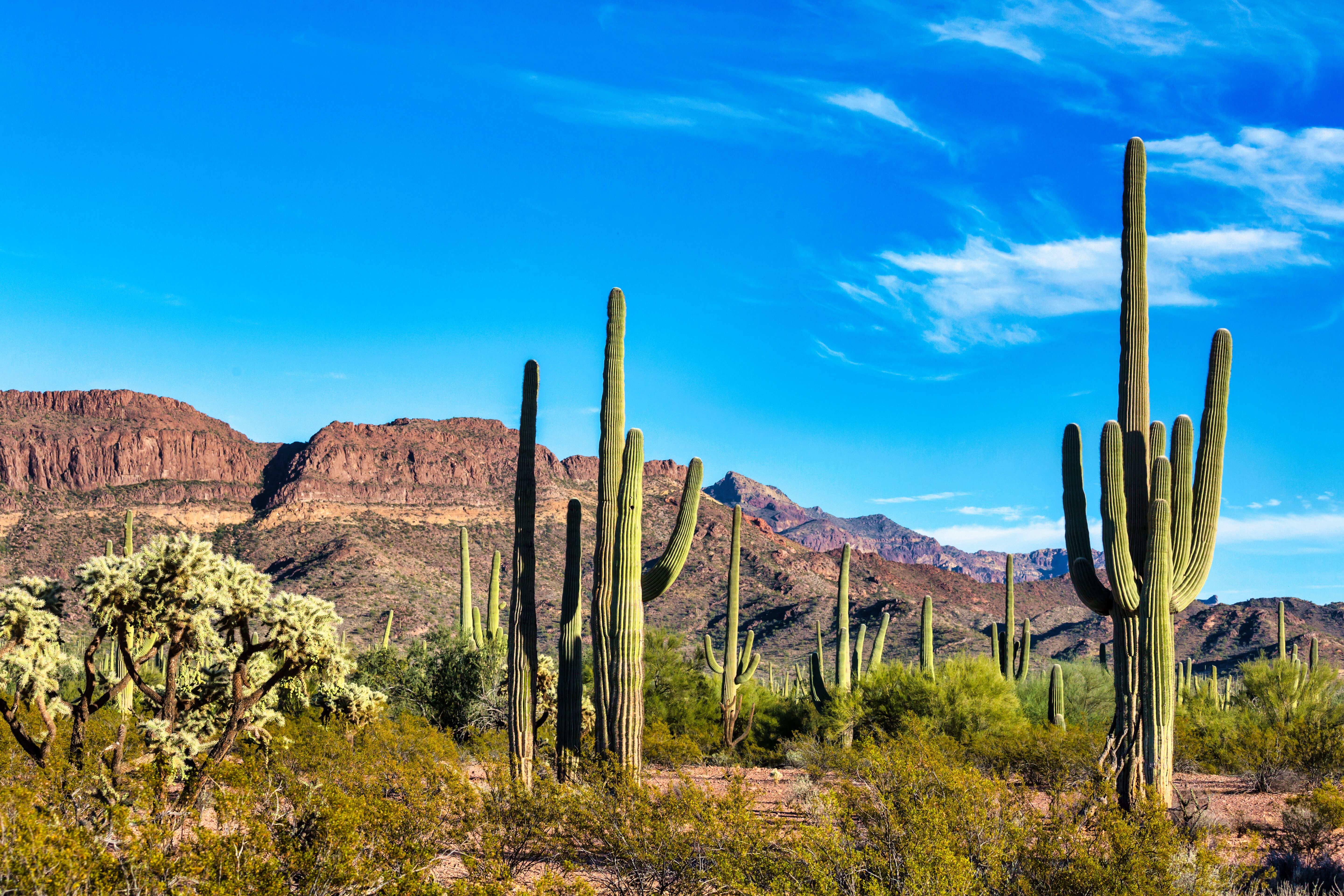 a cactus in the desert. Free Camping in Tucson Arizona