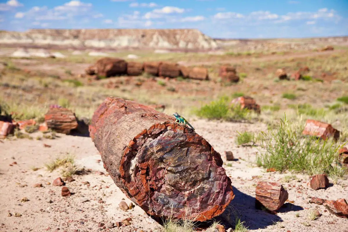 1 Week Arizona Travel Guide