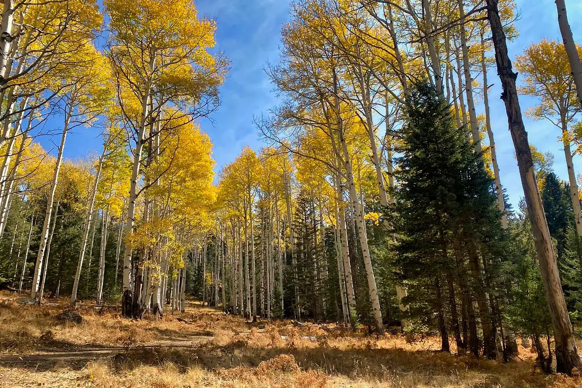 free camping in flagstaff Airzona